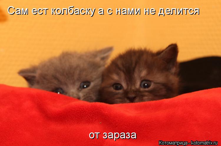 Сам ест колбаску а с нами не делится Сам ест колбаску а с нами не делится от зараза... Котоматрица: Сам ест колбаску а с нами не делится Сам ест колбаску а с нами не делится от зараза