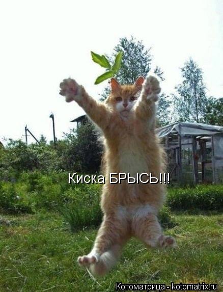 Киска БРЫСЬ!!!... Котоматрица: Киска БРЫСЬ!!!