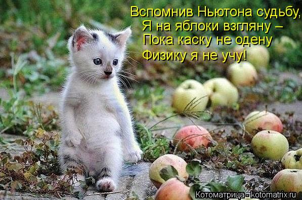 Вспомнив Ньютона судьбу, Я на яблоки взгляну – Пока каску не одену Физику я не учу!... Котоматрица: Вспомнив Ньютона судьбу, Я на яблоки взгляну – Пока каску не одену Физику я не учу!