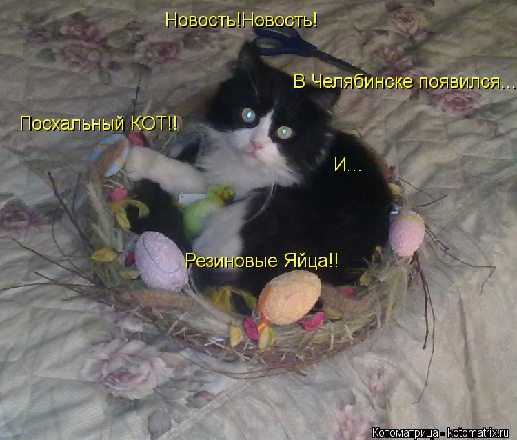 Новость!Новость! В Челябинске появился... Посхальный КОТ!! И... Резиновые Яйца!!... Котоматрица: Новость!Новость! В Челябинске появился... Посхальный КОТ!! И... Резиновые Яйца!!