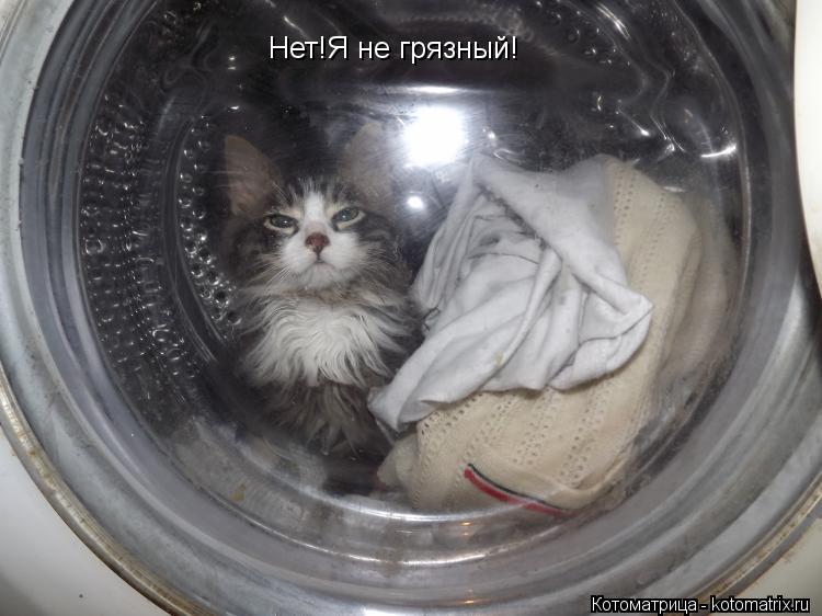 Нет!Я не грязный!... Котоматрица: Нет!Я не грязный!
