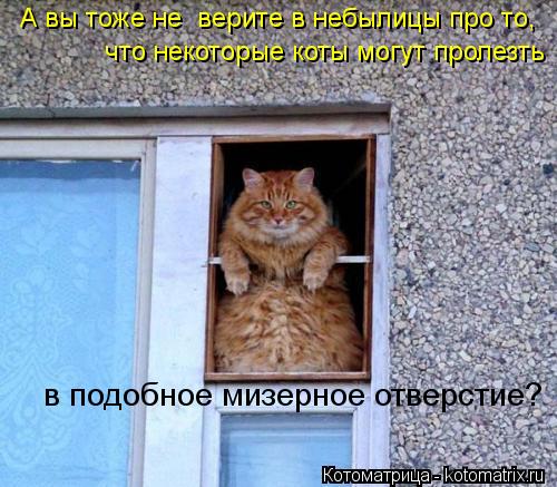 А вы тоже не верите в небылицы про то, что некоторые коты могут пролезть в подобное мизерное отверс... Котоматрица: А вы тоже не верите в небылицы про то, что некоторые коты могут пролезть в подобное мизерное отверстие?