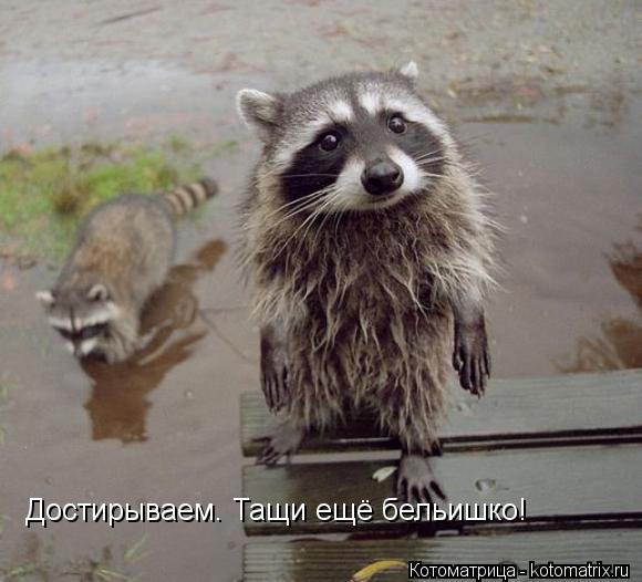 Достирываем. Тащи ещё бельишко!... Котоматрица: Достирываем. Тащи ещё бельишко!