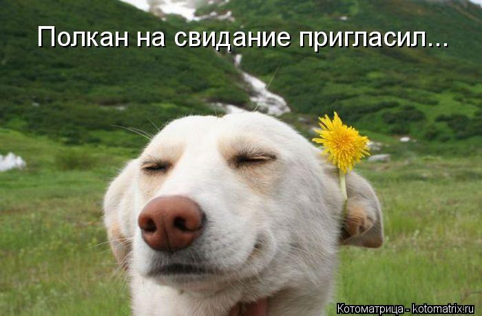 Полкан на свидание пригласил...... Котоматрица: Полкан на свидание пригласил...