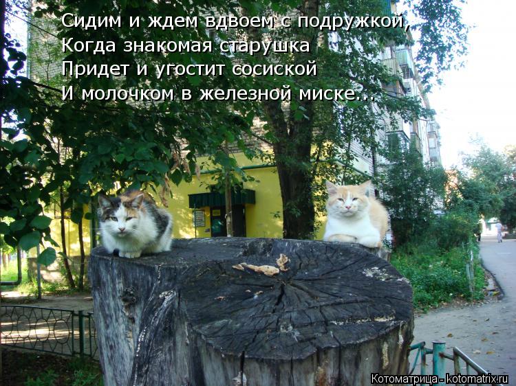 Сидим и ждем вдвоем с подружкой, Когда знакомая старушка Придет и угостит сосиской И молочком в желез... Котоматрица: Сидим и ждем вдвоем с подружкой, Когда знакомая старушка Придет и угостит сосиской И молочком в железной миске...
