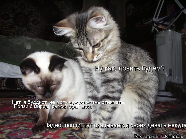 Ну как, ловить будем? Нет, я буддист, не могу чужую жизнь отнимать. Ползи с миром, рыжий брат мой. Ла... Котоматрица: Ну как, ловить будем? Нет, я буддист, не могу чужую жизнь отнимать. Ползи с миром, рыжий брат мой. Ладно, ползи, тут оказывается своих девать не