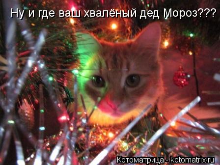 Ну и где ваш хвалёный дед Мороз???... Котоматрица: Ну и где ваш хвалёный дед Мороз???