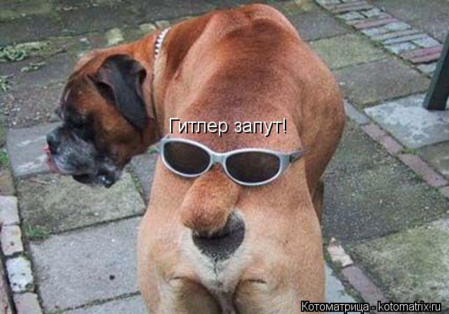Гитлер запут!... Котоматрица: Гитлер запут!