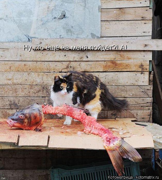 Ну кто ещё на меня пойдёт?! А!... Котоматрица: Ну кто ещё на меня пойдёт?! А!