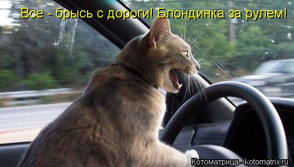 Все - брысь с дороги! Блондинка за рулем!... Котоматрица: Все - брысь с дороги! Блондинка за рулем!