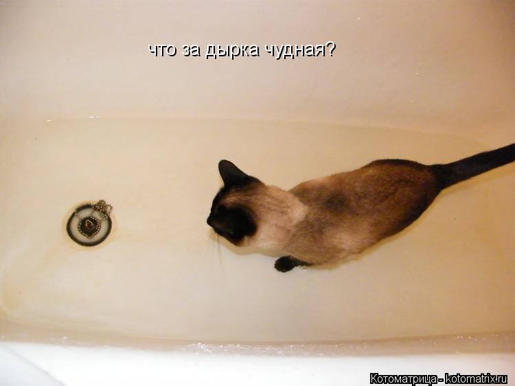 что за дырка чудная?... Котоматрица: что за дырка чудная?