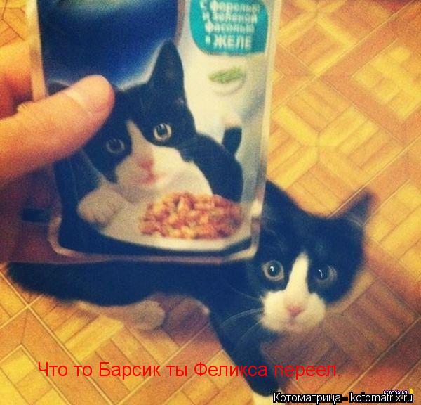 Что то Барсик ты Феликса переел.... Котоматрица: Что то Барсик ты Феликса переел.
