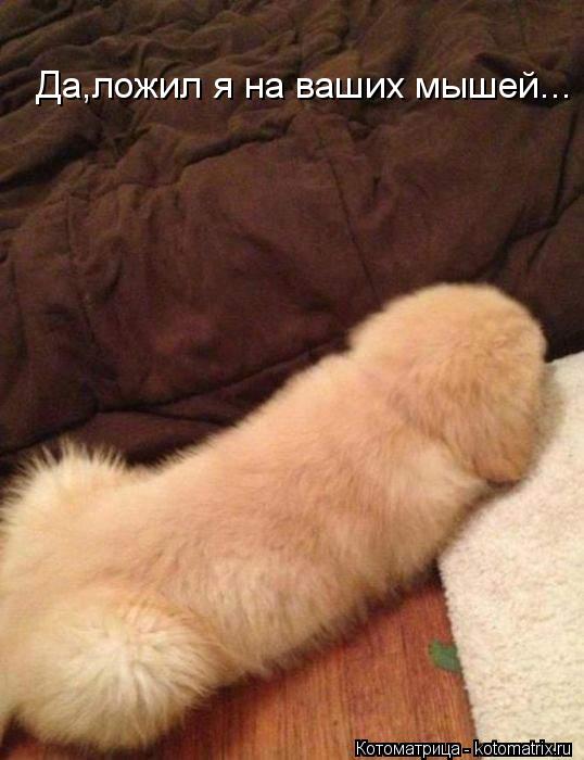 Да,ложил я на ваших мышей...... Котоматрица: Да,ложил я на ваших мышей...