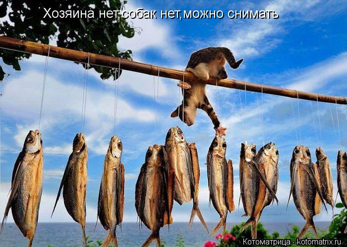 Хозяина нет,собак нет,можно снимать... Котоматрица: Хозяина нет,собак нет,можно снимать