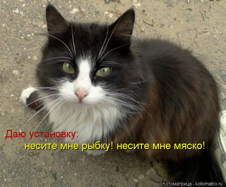 Даю установку: несите мне рыбку! несите мне мяско!... Котоматрица: Даю установку: несите мне рыбку! несите мне мяско!