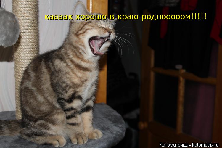 каааак хорошо в краю роднооооом!!!!!... Котоматрица: каааак хорошо в краю роднооооом!!!!!