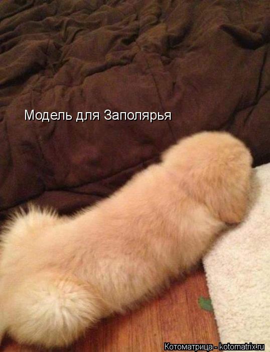 Модель для Заполярья... Котоматрица: Модель для Заполярья