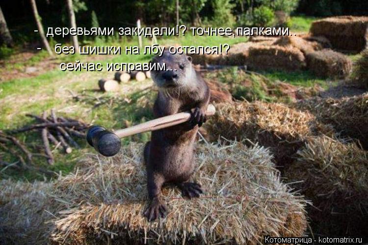 деревьями закидали!? точнее,палками.. без шишки на лбу остался!? сейчас исправим... - -... Котоматрица: деревьями закидали!? точнее,палками.. без шишки на лбу остался!? сейчас исправим... - -