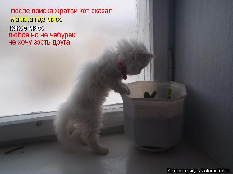 Котоматрица: после поиска жратви кот сказал мама,а где мясо какое мясо любое,но не чебурек  не хочу зэсть друга