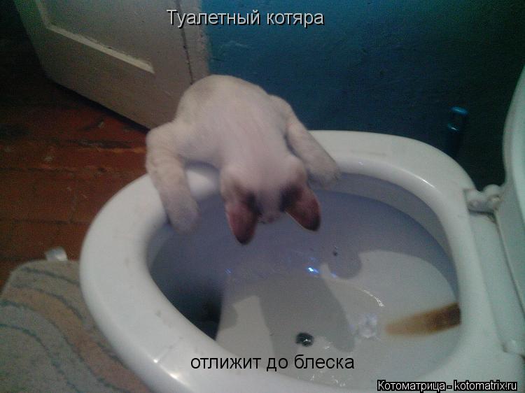 Туалетный котяра отлижит до блеска... Котоматрица: Туалетный котяра отлижит до блеска