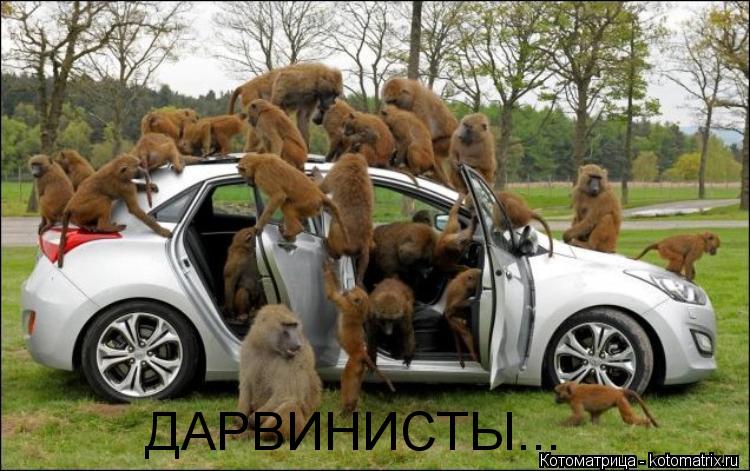 ДАРВИНИСТЫ...... Котоматрица: ДАРВИНИСТЫ...