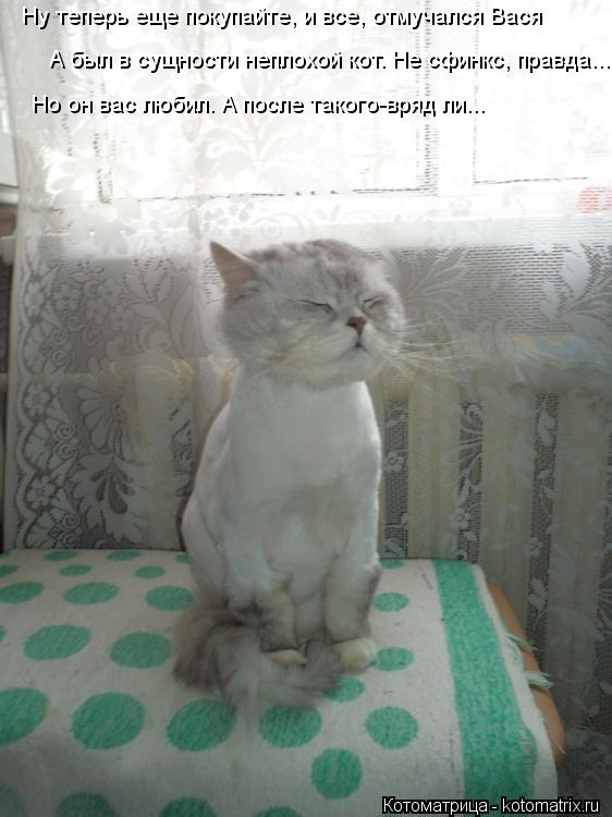 Ну теперь еще покупайте, и все, отмучался Вася А был в сущности неплохой кот. Не сфинкс, правда... Но... Котоматрица: Ну теперь еще покупайте, и все, отмучался Вася А был в сущности неплохой кот. Не сфинкс, правда... Но он вас любил. А после такого-вряд ли...