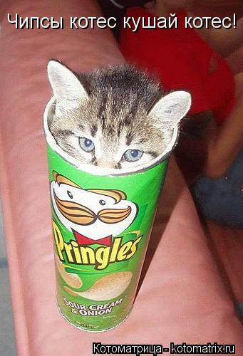 Чипсы котес кушай котес!... Котоматрица: Чипсы котес кушай котес!