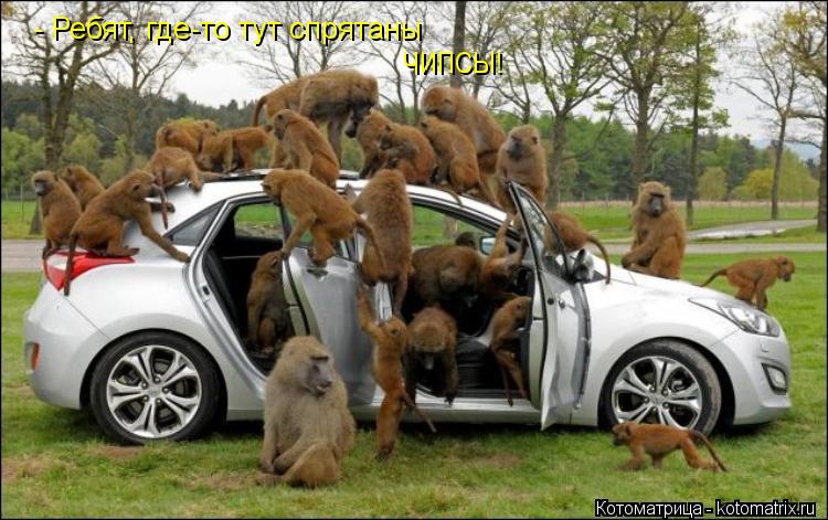 - Ребят, где-то тут спрятаны ЧИПСЫ!... Котоматрица: - Ребят, где-то тут спрятаны ЧИПСЫ!