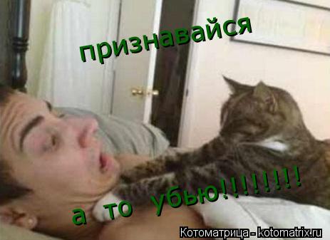 признавайся а то убью!!!!!!!!... Котоматрица: признавайся а то убью!!!!!!!!