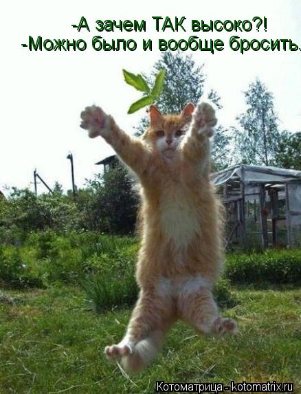 -А зачем ТАК высоко?! -Можно было и вообще бросить.... Котоматрица: -А зачем ТАК высоко?! -Можно было и вообще бросить.