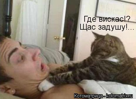 Где вискас!? Щас задушу!...... Котоматрица: Где вискас!? Щас задушу!...