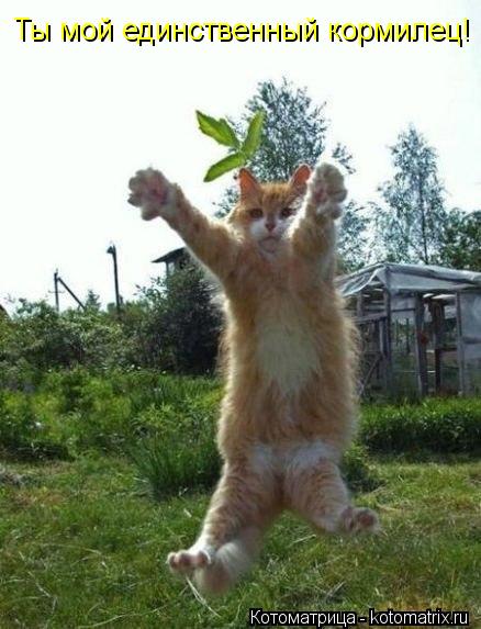 Ты мой единственный кормилец!... Котоматрица: Ты мой единственный кормилец!