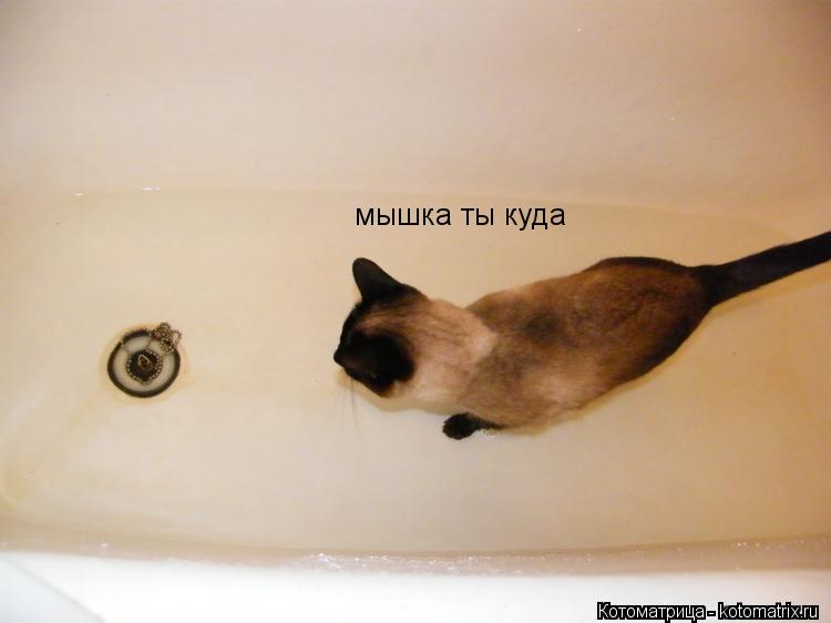 мышка ты куда... Котоматрица: мышка ты куда
