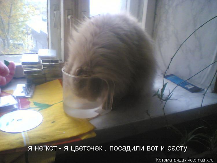я не кот - я цветочек . посадили вот и расту... Котоматрица: я не кот - я цветочек . посадили вот и расту
