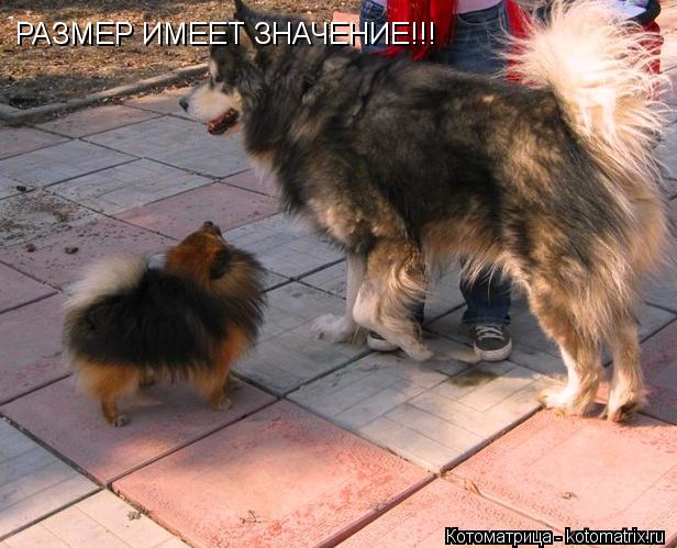 РАЗМЕР ИМЕЕТ ЗНАЧЕНИЕ!!!... Котоматрица: РАЗМЕР ИМЕЕТ ЗНАЧЕНИЕ!!!