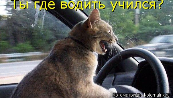 Ты где водить учился?... Котоматрица: Ты где водить учился?