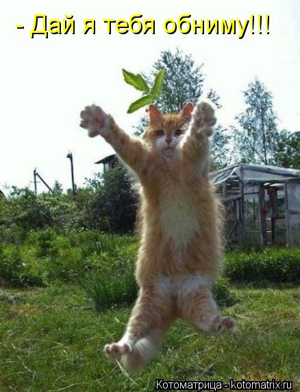 - Дай я тебя обниму!!!... Котоматрица: - Дай я тебя обниму!!!