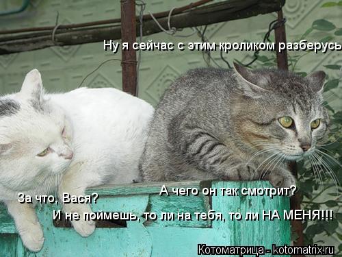 Ну я сейчас с этим кроликом разберусь За что, Вася? А чего он так смотрит? И не поймешь, то ли на те... Котоматрица: Ну я сейчас с этим кроликом разберусь За что, Вася? А чего он так смотрит? И не поймешь, то ли на тебя, то ли НА МЕНЯ!!!