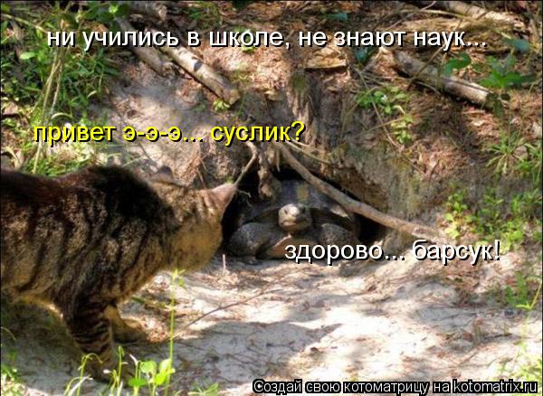 ни учились в школе, не знают наук... привет э-э-э... суслик? здорово... барсук!... Котоматрица: ни учились в школе, не знают наук... привет э-э-э... суслик? здорово... барсук!