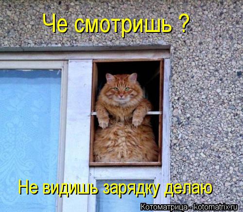 Че смотришь ? Не видишь зарядку делаю... Котоматрица: Че смотришь ? Не видишь зарядку делаю