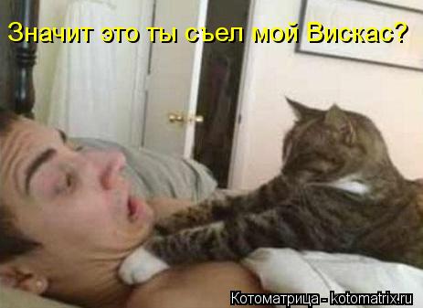 Значит это ты съел мой Вискас?... Котоматрица: Значит это ты съел мой Вискас?