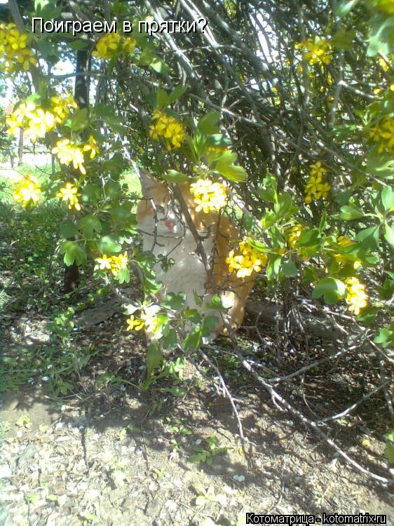 Поиграем в прятки?... Котоматрица: Поиграем в прятки?