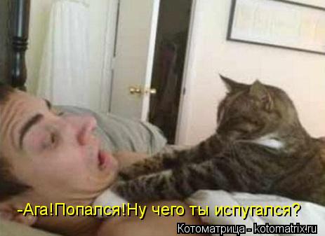 -Ага!Попался!Ну чего ты испугался?... Котоматрица: -Ага!Попался!Ну чего ты испугался?