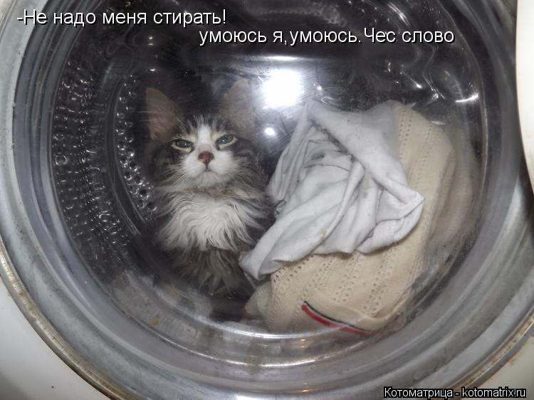 -Не надо меня стирать! умоюсь я,умоюсь.Чес слово... Котоматрица: -Не надо меня стирать! умоюсь я,умоюсь.Чес слово