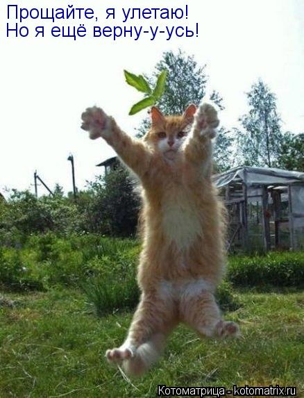 Прощайте, я улетаю! Но я ещё верну-у-усь!... Котоматрица: Прощайте, я улетаю! Но я ещё верну-у-усь!