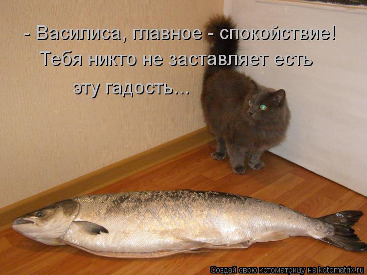 - Василиса, главное - спокойствие! Тебя никто не заставляет есть эту гадость...... Котоматрица: - Василиса, главное - спокойствие! Тебя никто не заставляет есть эту гадость...