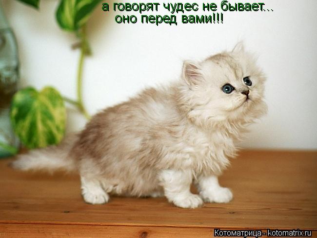 а говорят чудес не бывает... оно перед вами!!!... Котоматрица: а говорят чудес не бывает... оно перед вами!!!