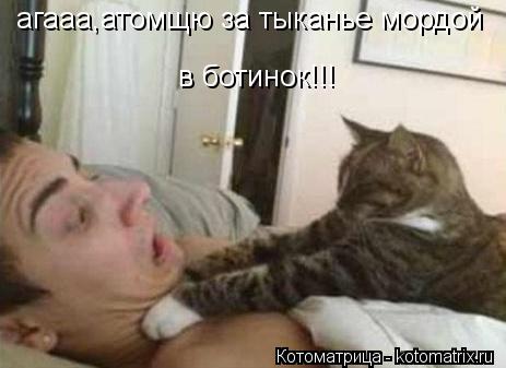 агааа,атомщю за тыканье мордой в ботинок!!!... Котоматрица: агааа,атомщю за тыканье мордой в ботинок!!!