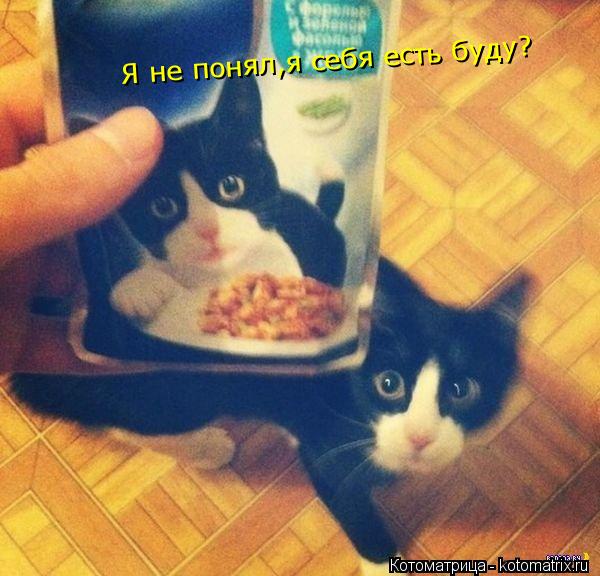 Я не понял,я себя есть буду?... Котоматрица: Я не понял,я себя есть буду?