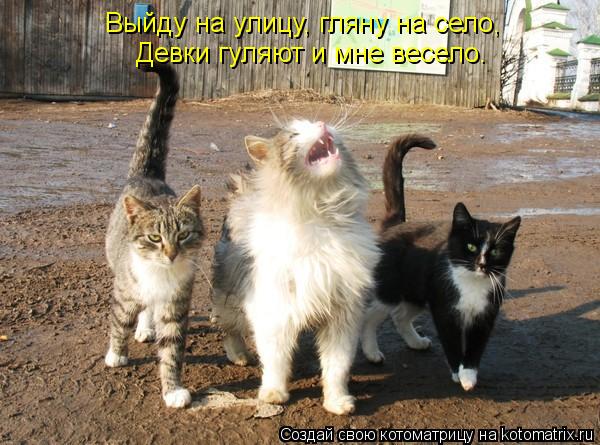 Выйду на улицу, гляну на село, Девки гуляют и мне весело.... Котоматрица: Выйду на улицу, гляну на село, Девки гуляют и мне весело.